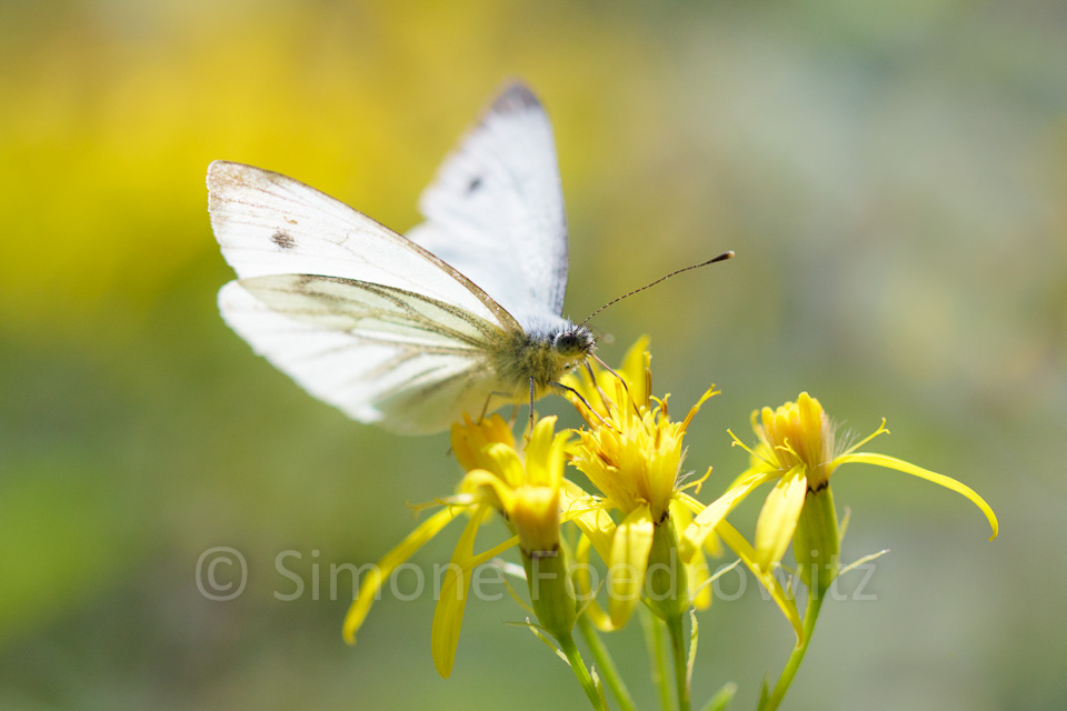 weißer Schmetterling auf gelben Blüten