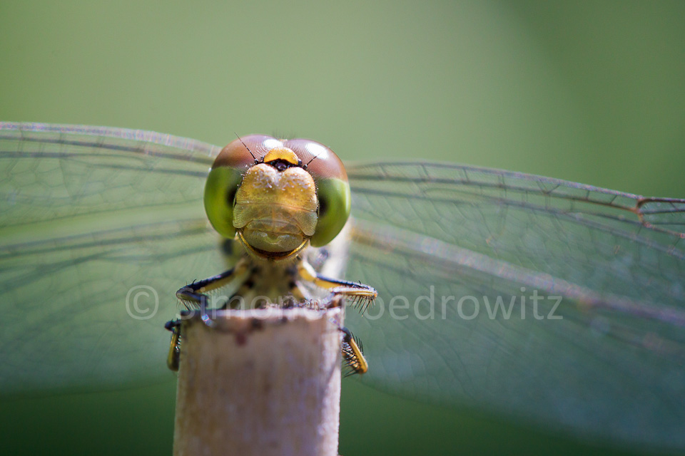 Libelle schaut frontal