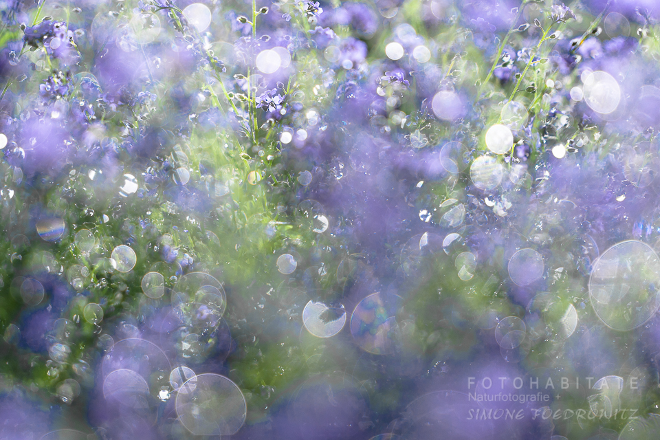 glänzend nassen lila Blüten