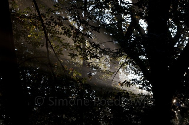 Sonnenstrahl im Blätterdach