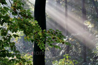 Sonnenstrahl im Wald
