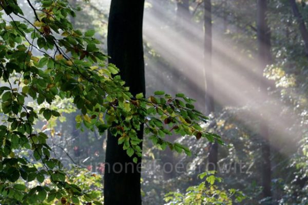 Sonnenstrahl im Wald