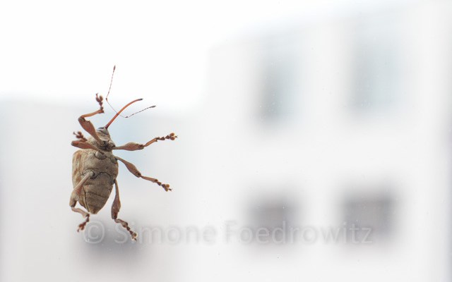 Ein Käfer (Eichelbohrer) an der Fensterscheibe