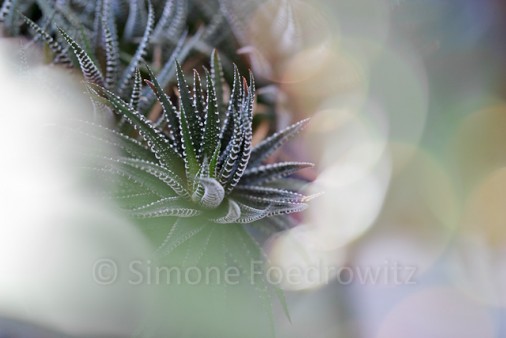 Die sukkulente Staude haworthia fasciata
