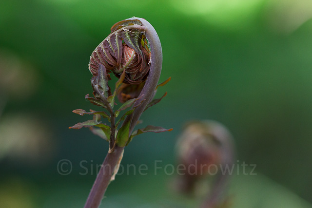 A-0025-eingerollter-farnwedel