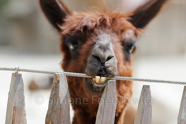 A-0027-alpaka-zaehne