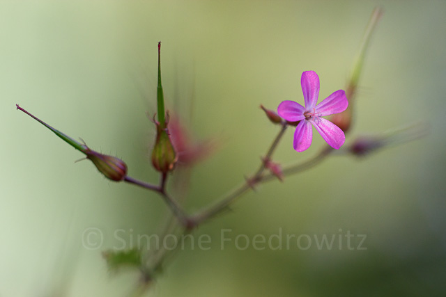 Blüte Ruprechtskraut