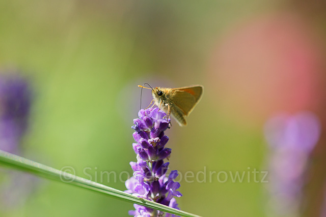 Dickkpffalter saugend auf Lavendelblüte