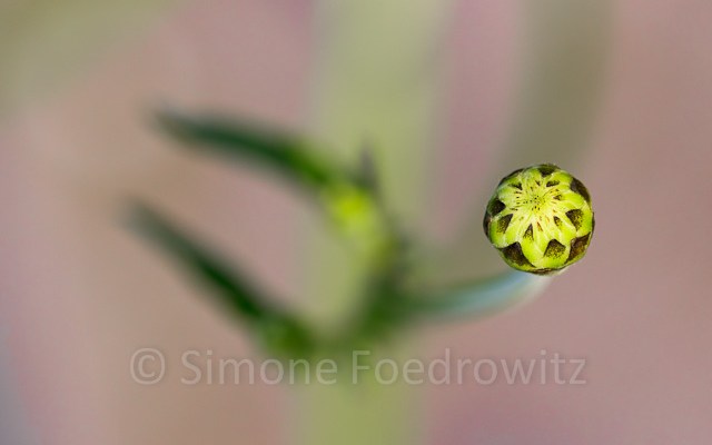 gemusterte Blütenknospe