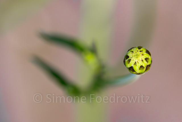 gemusterte Blütenknospe