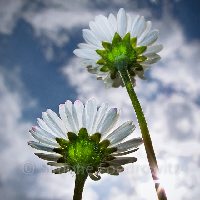 blühendes Gänseblümchen von unten