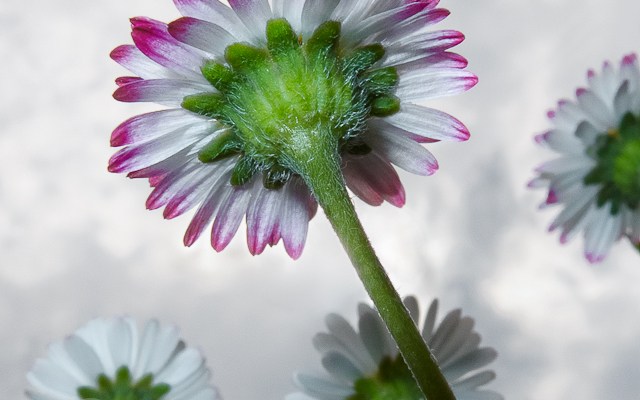 blühendes Gänseblümchen von unten