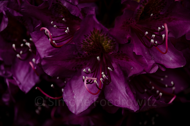 tiefviolette Rhododendronblüte