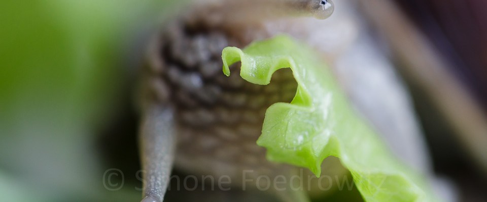 Weinbergschnecke frisst Salat