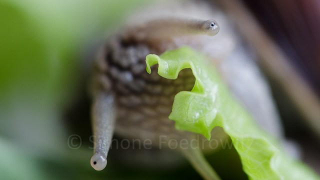 A-0085-weinbergschnecke-fressend-salat
