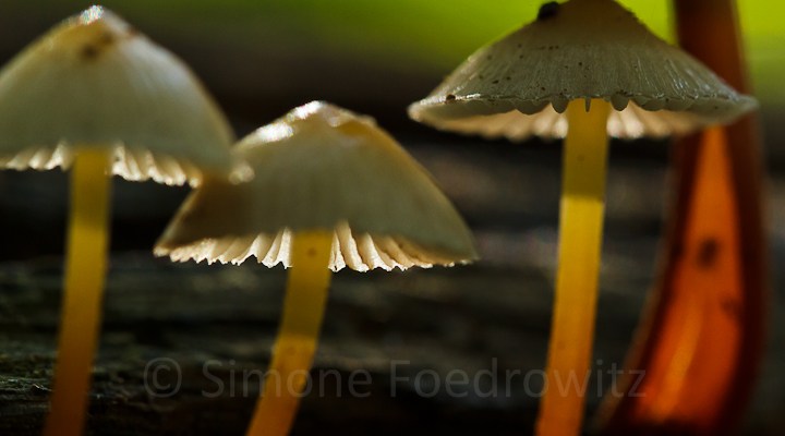 vom Sommenlicht angeleuchtete Baumpilze