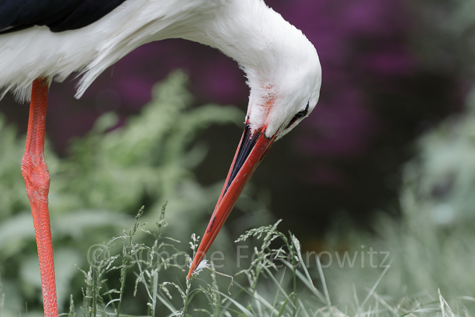 Weissstorch sucht im Gras