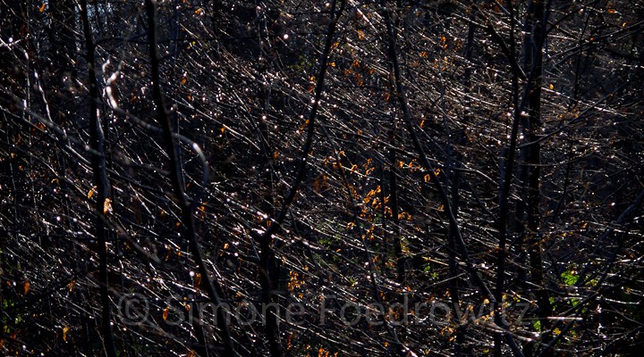 Unterholz im dunklen Wald