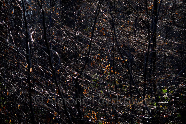 Unterholz im dunklen Wald