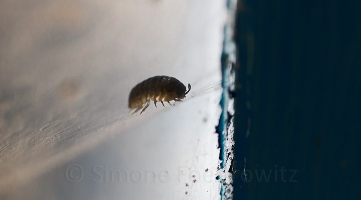 Kellerassel am Fenster auf Spinnenfäden