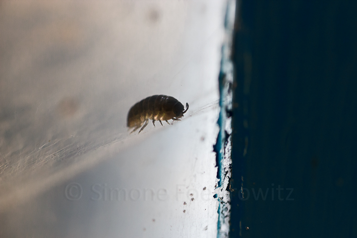 Kellerassel am Fenster auf Spinnenfäden