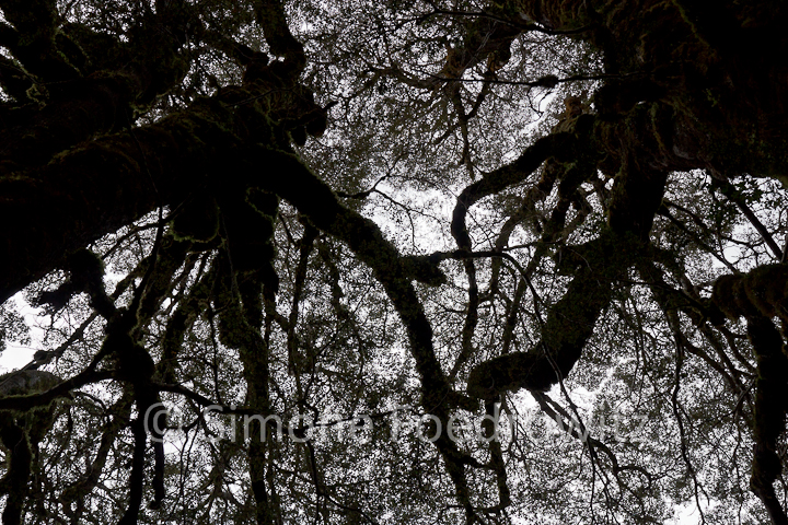 Bäume Bodenperspektive