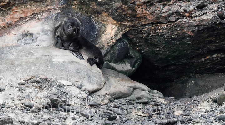 schwarzes Seehundbaby vor Felshöhle