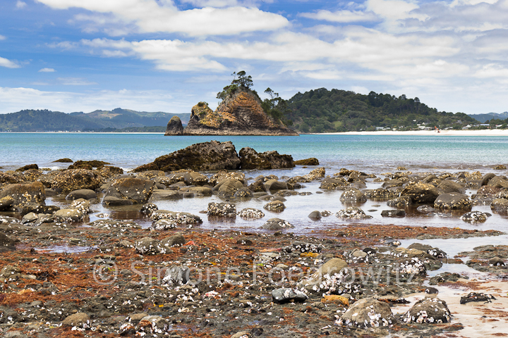 A-0161-new-chums-beach-coromandel-new-zealand