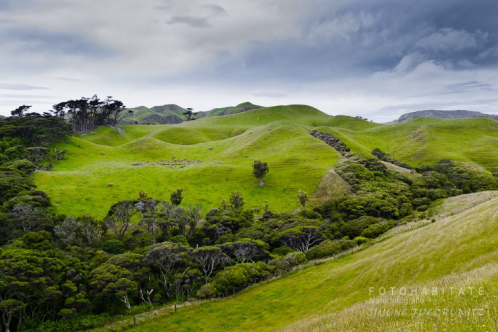 grüne Hügel