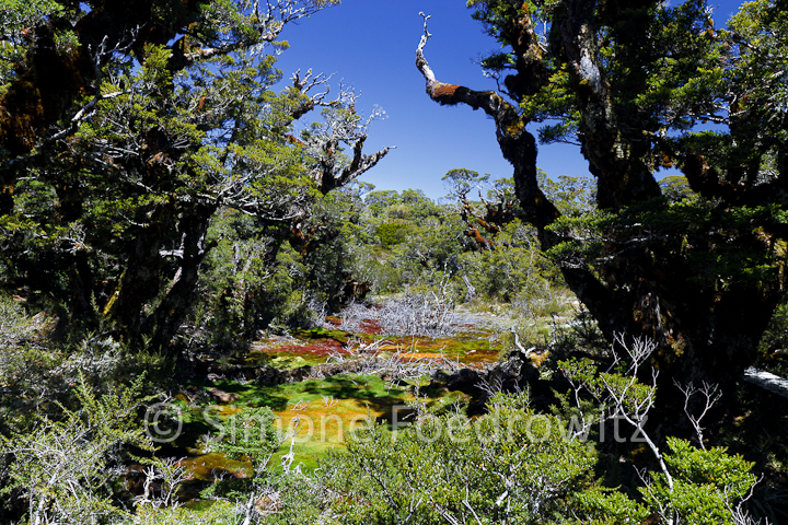 A-0181-key-summit-alpine-nature-walk-new-zealand