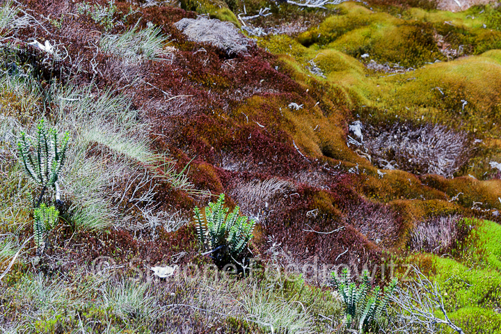A-0182-key-summit-alpine-nature-walk-new-zealand