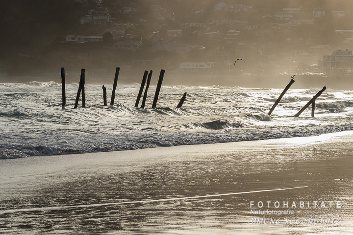 A-201-dunedin-st-clair-beach-new-zealand