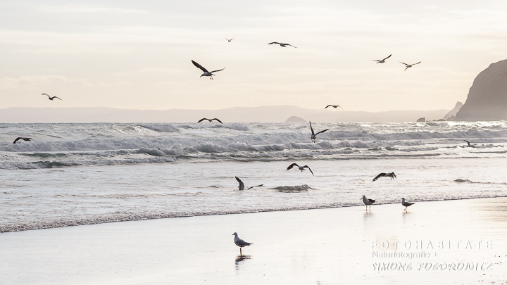 A-202-dunedin-beach-st-clair-hunting-gulls-new-zealand