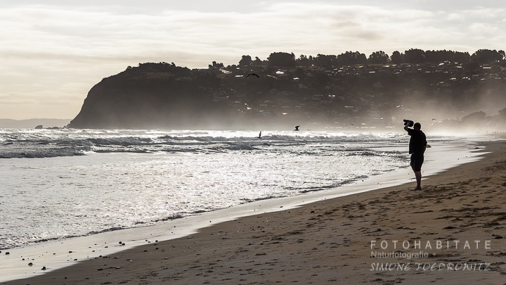 A-203-dunedin-city-beach-st-clair-new-zealand