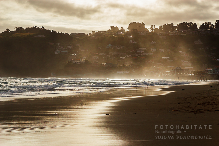 A-204-dunedin-beach-st-clair-new-zealand