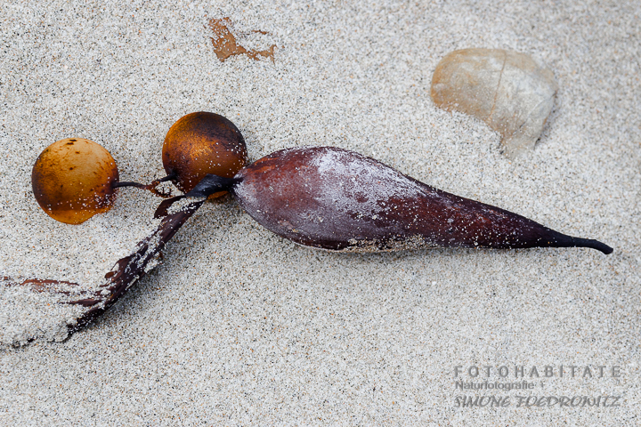 A-213-seaweed-beach-new-zealand
