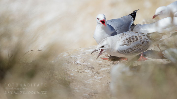 A-218-red-billed-gull-shag-point-new-zealand