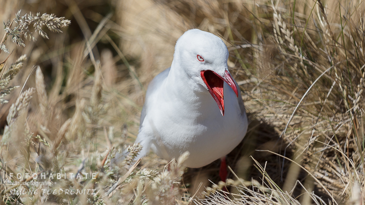 A-219-red-billed-gull-shag-point-new-zealand