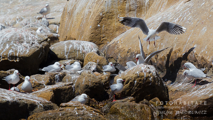 A-222-red-billed-gull-shag-point-new-zealand