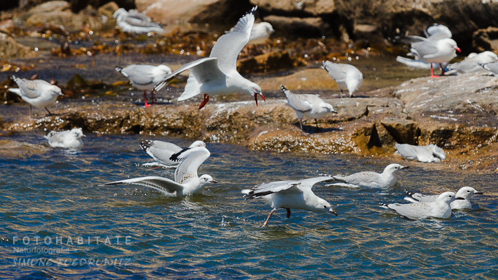 A-223-red-billed-gull-shag-point-new-zealand