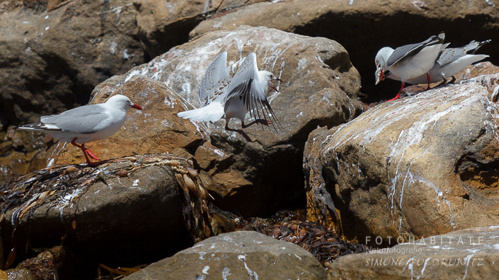 A-224-red-billed-gull-shag-point-new-zealand