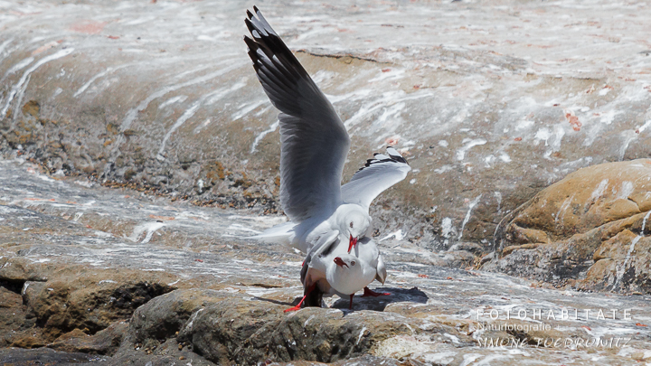 A-228-red-billed-gull-shag-point-new-zealand