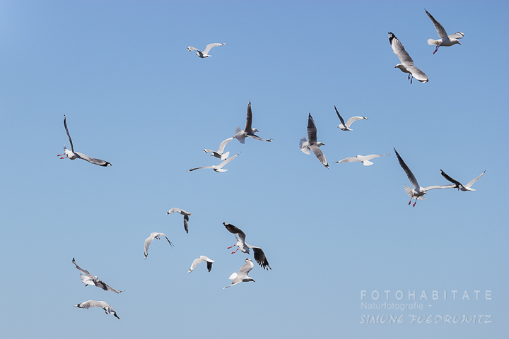 A-232-red-billed-gull-shag-point-new-zealand