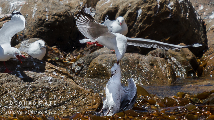 A-233-red-billed-gull-shag-point-new-zealand