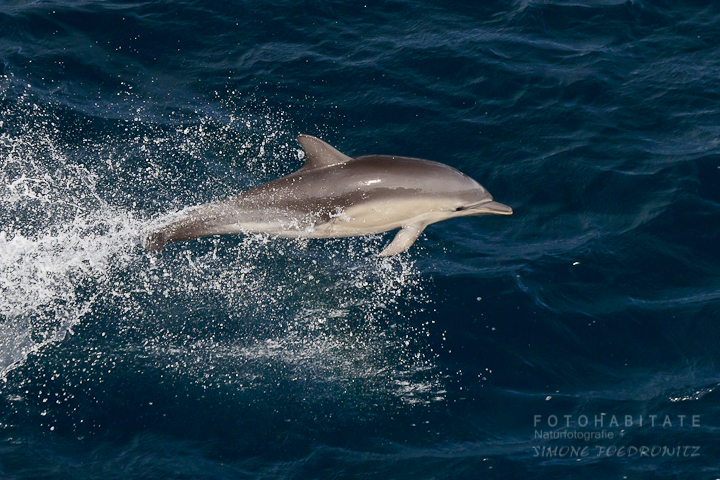 a-0255-dolphin-white-island-tour-new-zealand