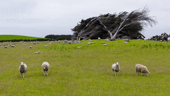 a-274-cosy-nook-sheep-macrocarpa-tree-new-zealand