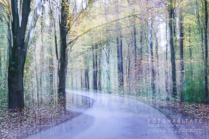 a-275-wischerbild-eilenriede-intentional-camera-movement