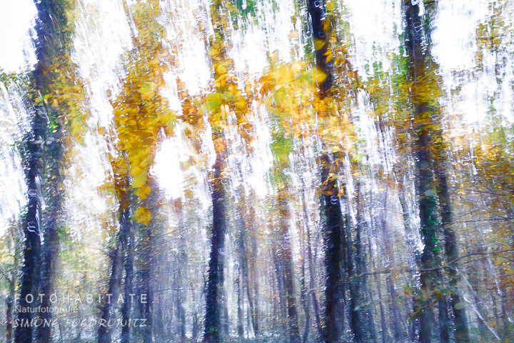 a-277-wischerbild-herbstwald-intentional-camera-movement-autumn-forrest