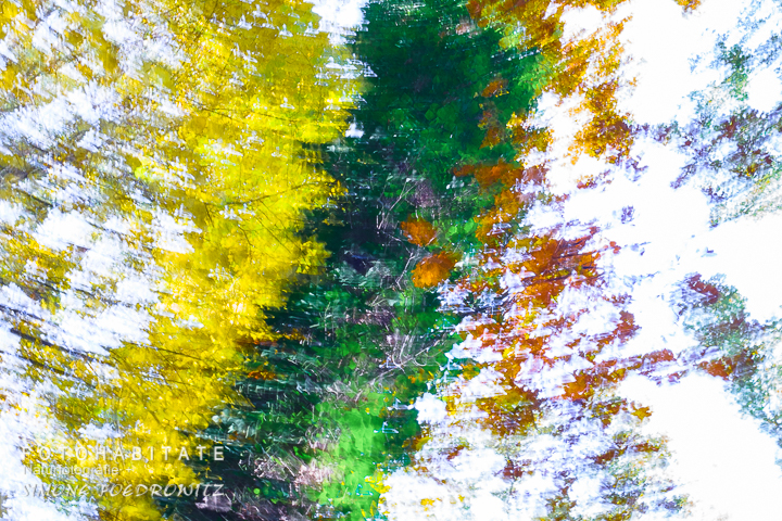 a-278-wischerbild-herbstblaetter-intentional-camera-movement-autumn-leaves