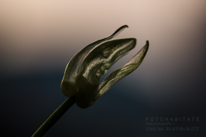 Blüte im Gegenlicht